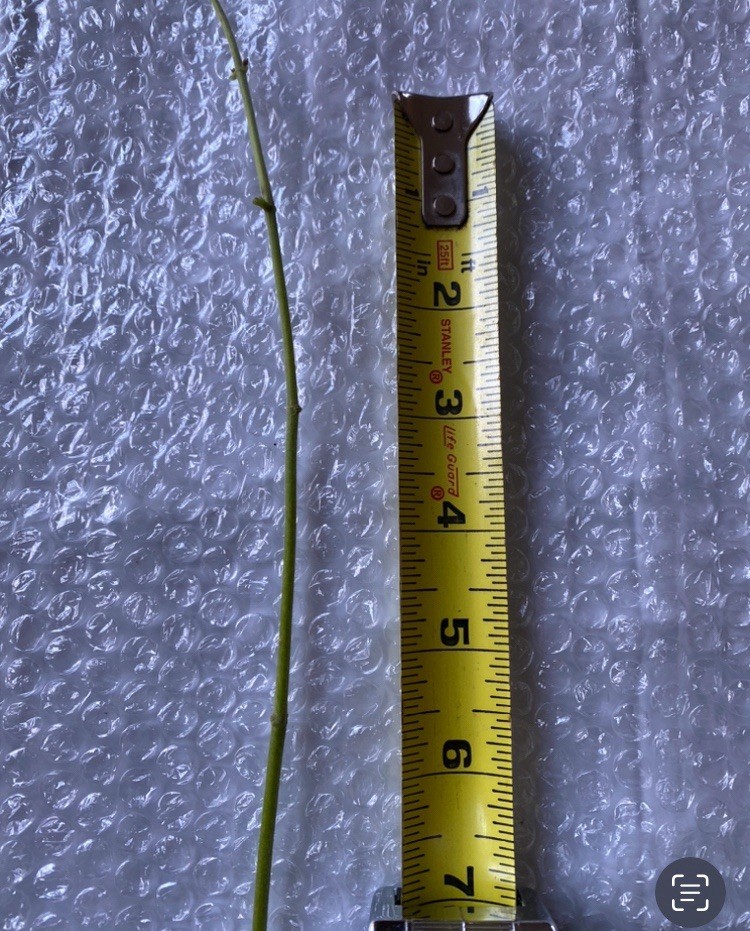 mexican flame vine/Pseudogynoxys Chenopodioides 10 Cuttings, 5-7ins-no Roots