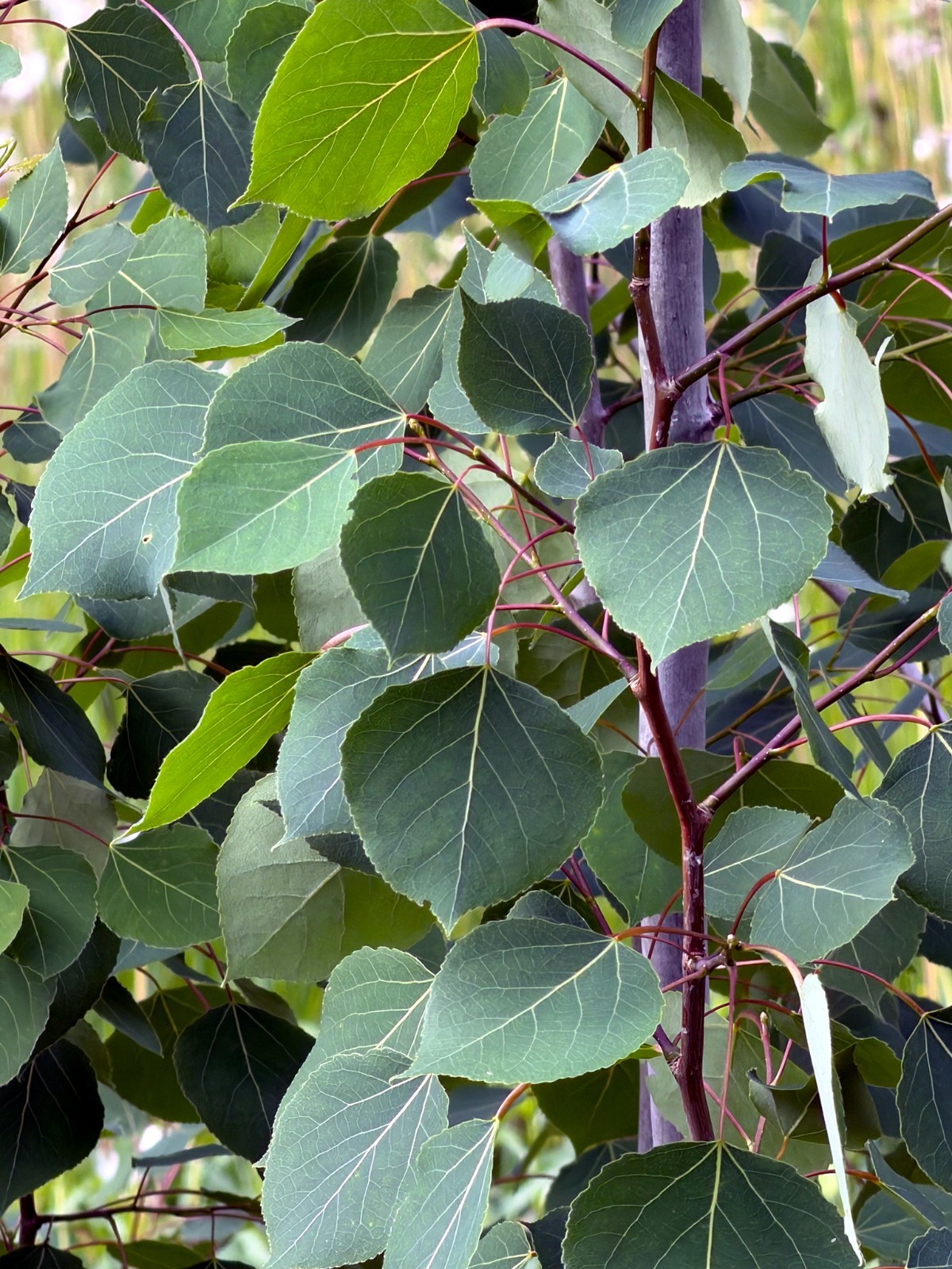 Quaking Aspen Tree Seeds (Populus tremuloides) Cold Hardy Golden Fall Tree