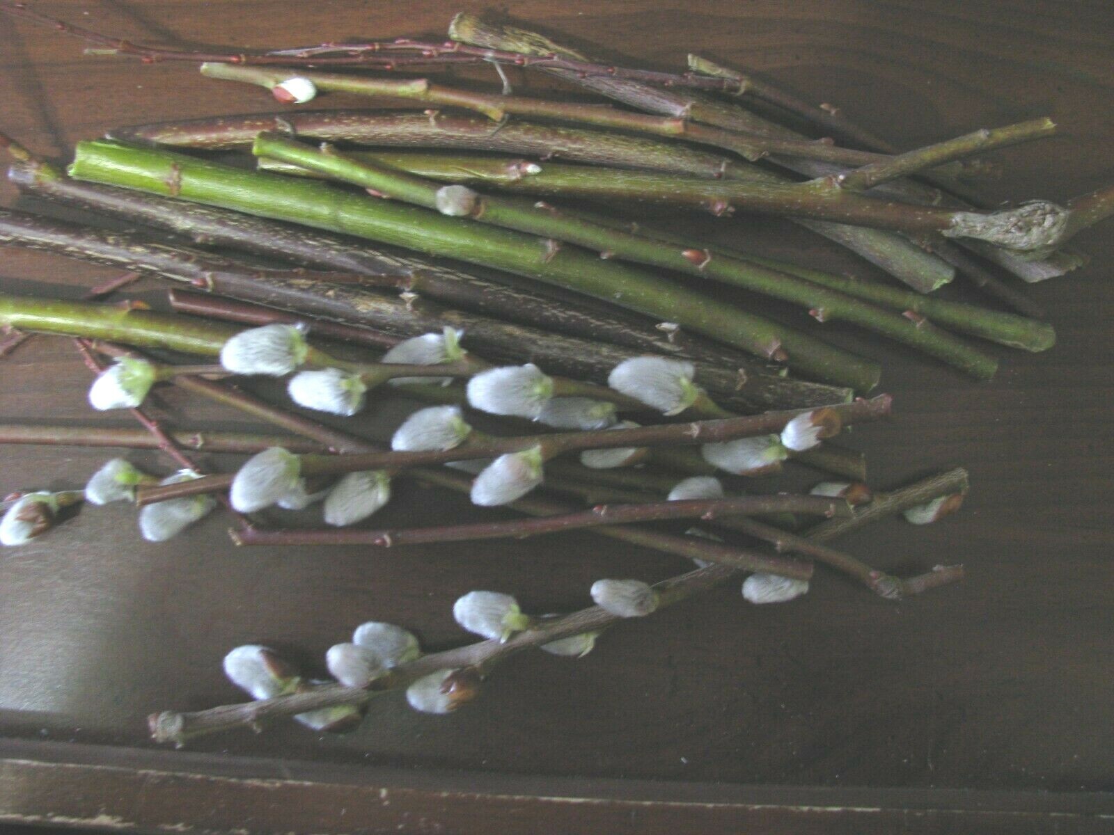 Salix discolor 25 Pussy willow Cuttings No Roots Make Your Own Plants 5 to 7 in