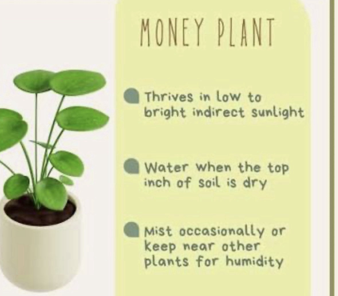 🪴Feng Shui Good Karma Chinese Money Starter Plant Promotes Prosperity,Peace