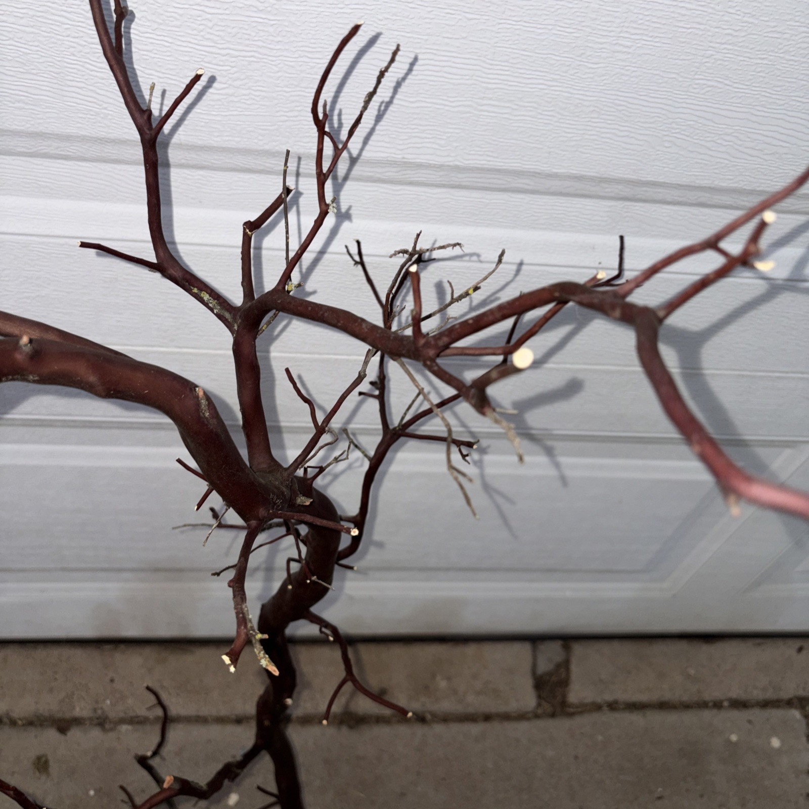 Red Manzanita Branch 3’ Tall. From Paso Robles , CA Ranch