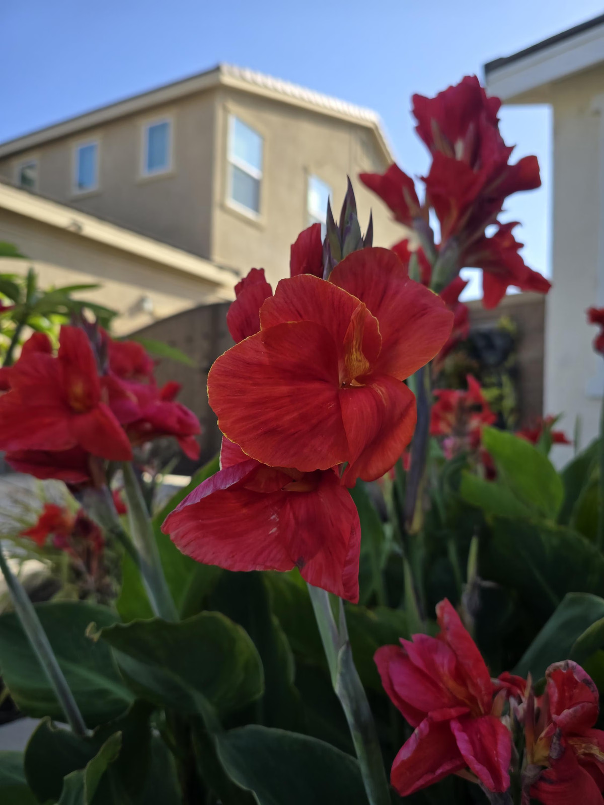 Red Canna Lily ‘President’ Rhizomes – Striking Tropical Blooms – 4-Rhizomes