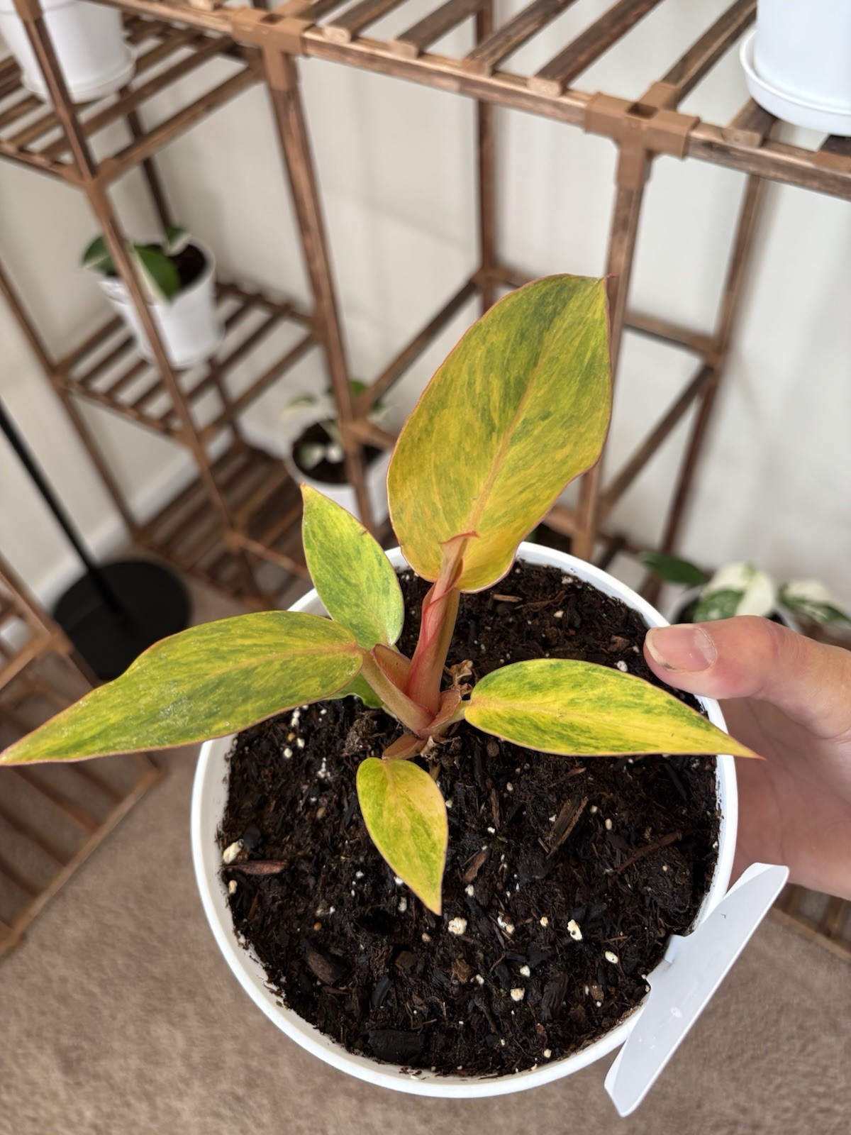 Philodendron Quadcolor Variegated 6″ Pot Rare Exact Plant #070