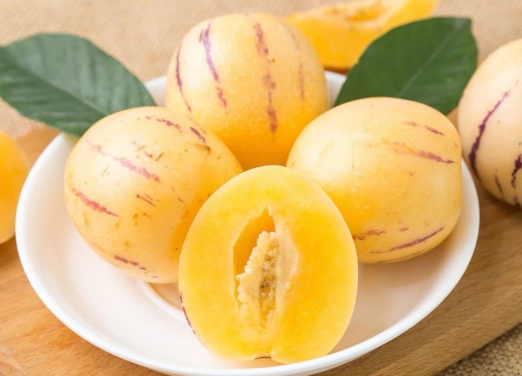 1 Pepino Melon Plant With Pot 12” Golden Ginseng Fruit Plant Ready To Plant
