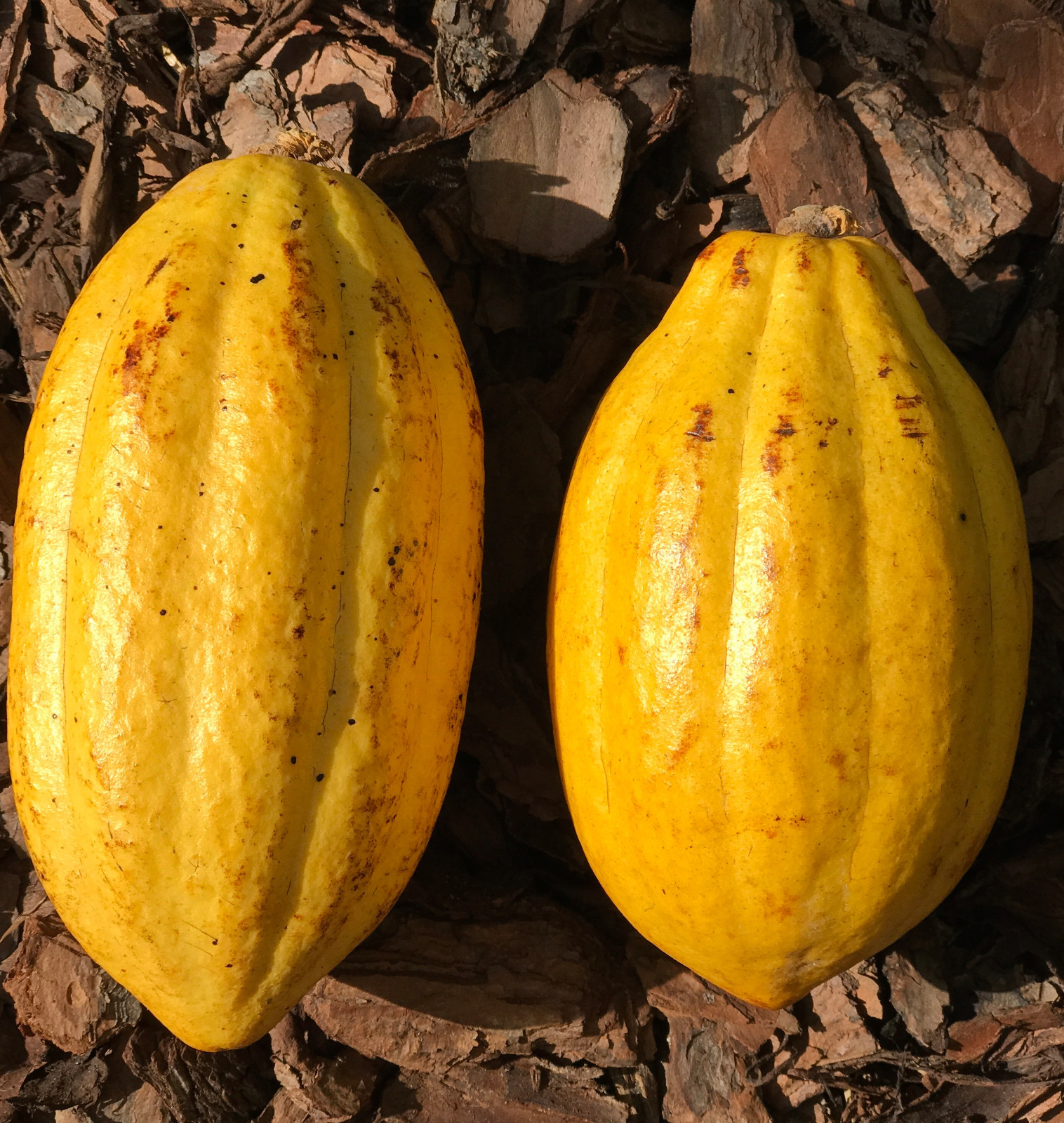 Yellow Theobroma Cacao Cocoa Chocolate Tropical Fruit Tree Potted Plant 8-13″