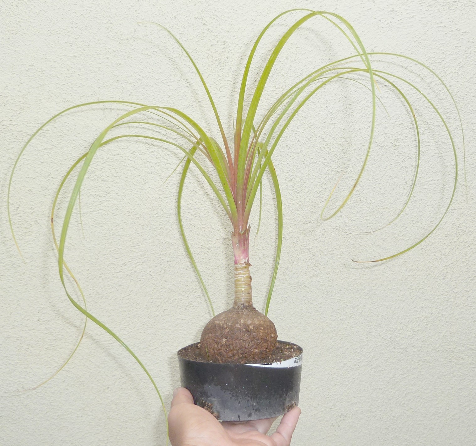 Ponytail Palm Beaucarnea Recurvata Pre Bonsai Dwarf Shohin Fat Trunk Nice Nebari