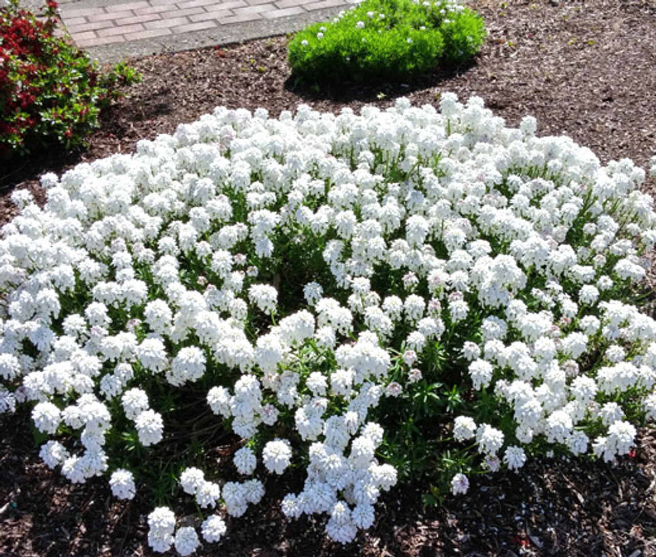 Candytuft Iberis 25 Plants in 3-1/2 inch Pots