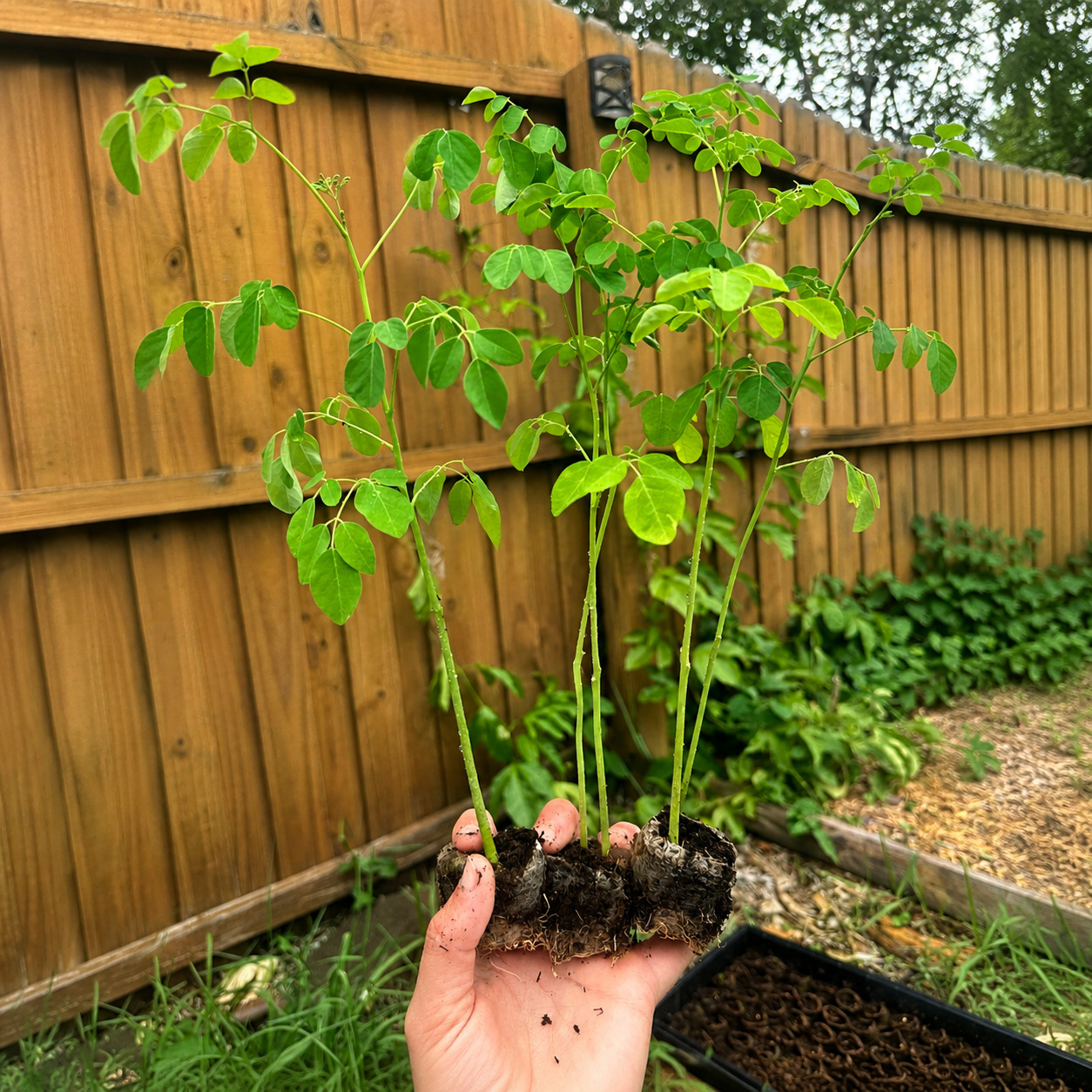 5 Live Moringa Tree Seedling 1 foot+ Moringa Oleifera live Miracle Tree Plant