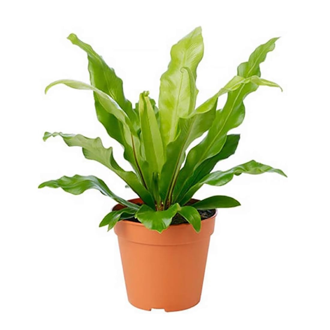 American Plant Exchange Birds Nest Pot Easy Care Indoor Houseplant