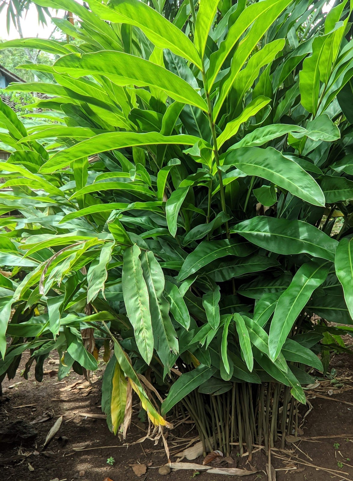 5 CARDAMON CARDAMOM Elettaria Cardamomum HERB Flower Shrub Tree Seeds