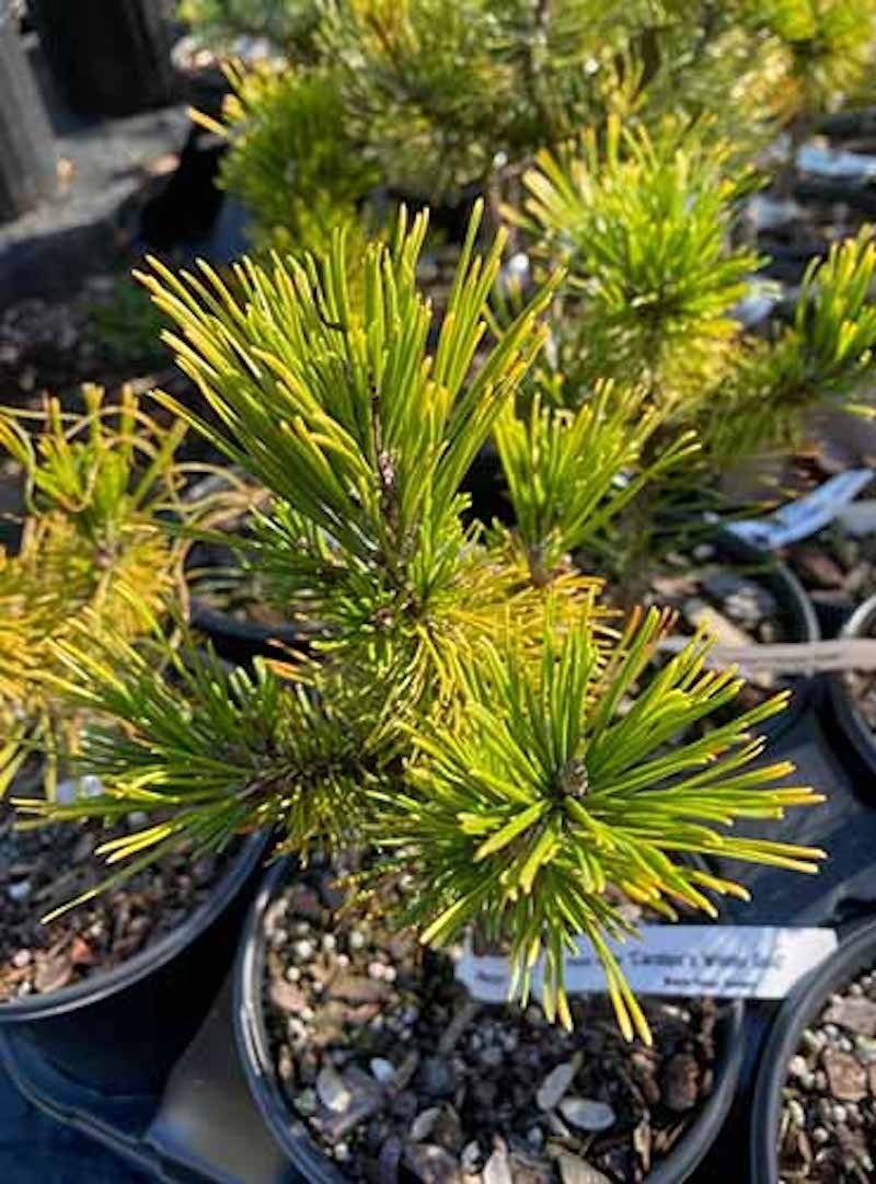 1 Dwarf Mugo Pine Pinus mugo pumilio Starter Plant Bare Root