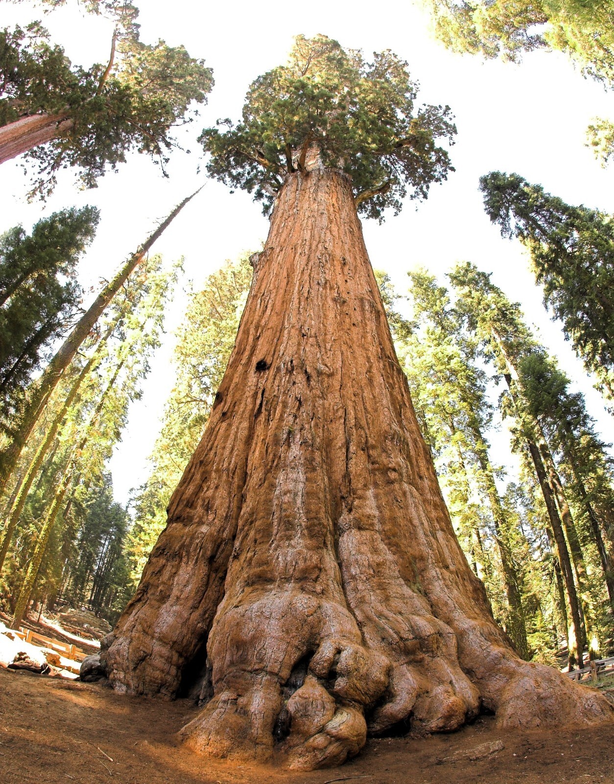 3 Giant Sequoia Seedlings California Redwood Trees 5-8 Inches Tall Fast-Growin
