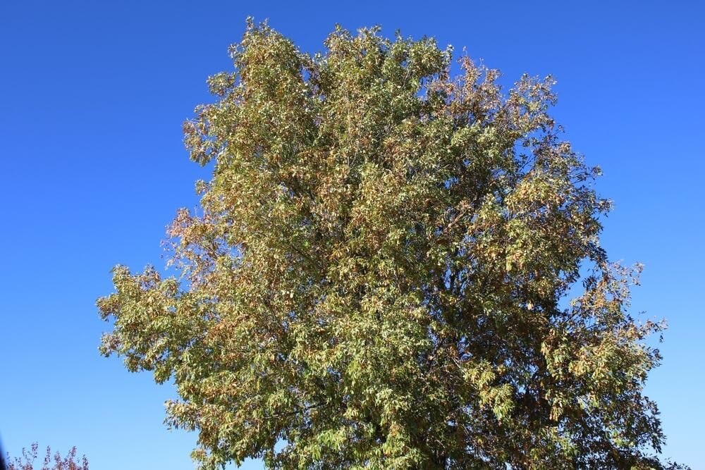 30 Arizona Ash Tree Seeds for Planting – Fraxinus Velutina