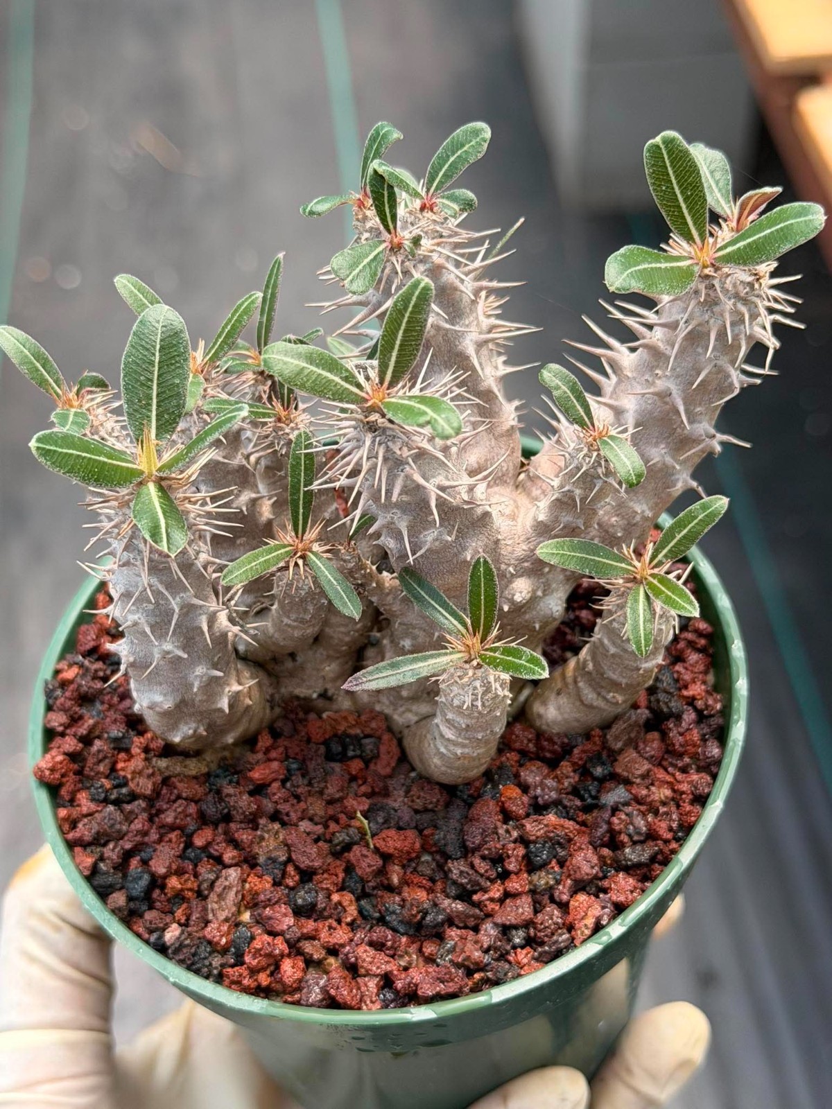 Pachypodium Rosulatum – Rare Succulent Caudex Plant – Live Collectors Specimen