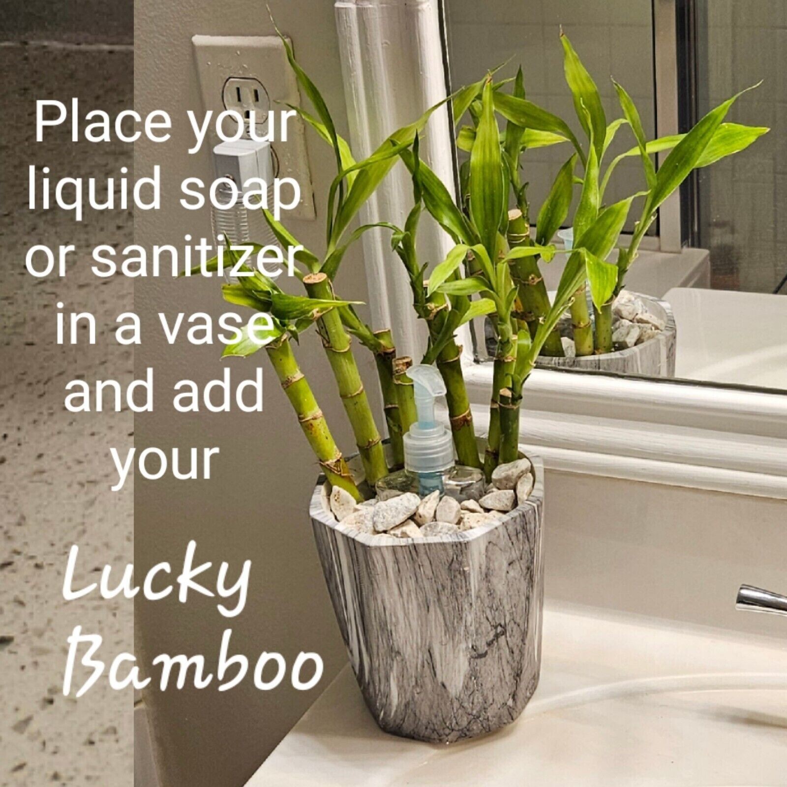 LUCKY BAMBOO 6 stalks 8 inches FREE BUTTERFLY STAKE, Indoor, Perennial, Gift
