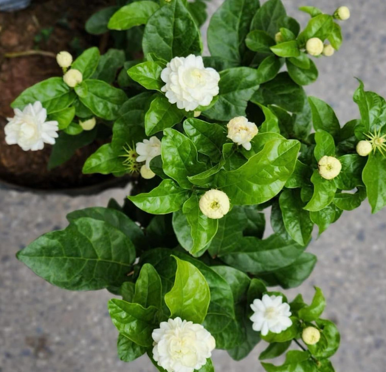 Arabian Jasmine Plant – 6-10″ Tall – 3.5″ Pot – Fragrant White Flowering Plant