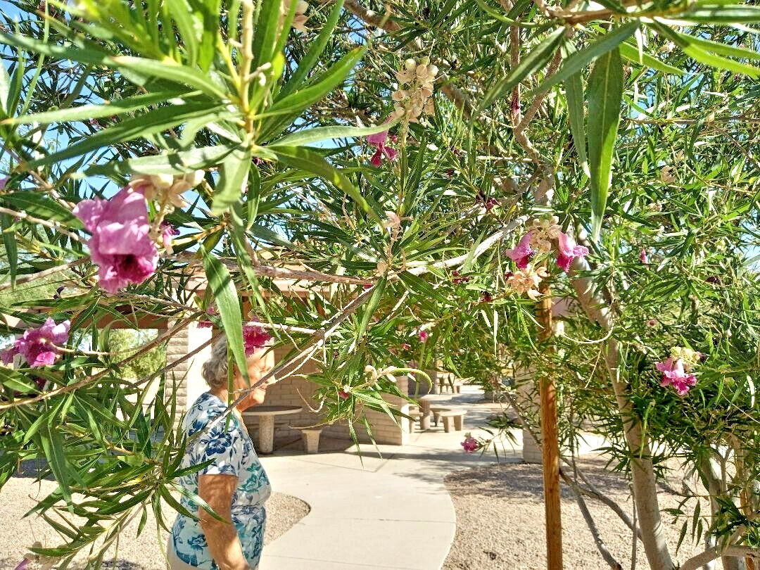 40+ DESERT WILLOW SEEDS Fresh AZ 2025 Purple Rose Orchid Drought Toler FREE SHIP