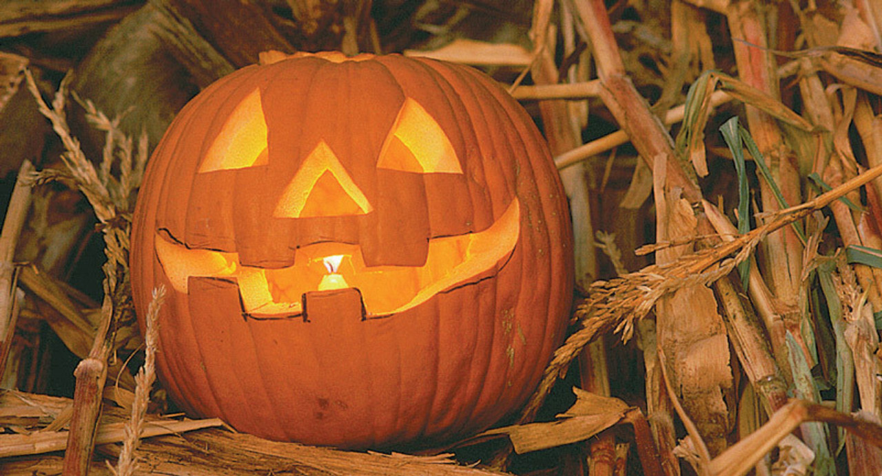 50 JACK O LANTERN PUMPKIN SEEDS / CARVING TYPE / FRESH FOR GARDENS