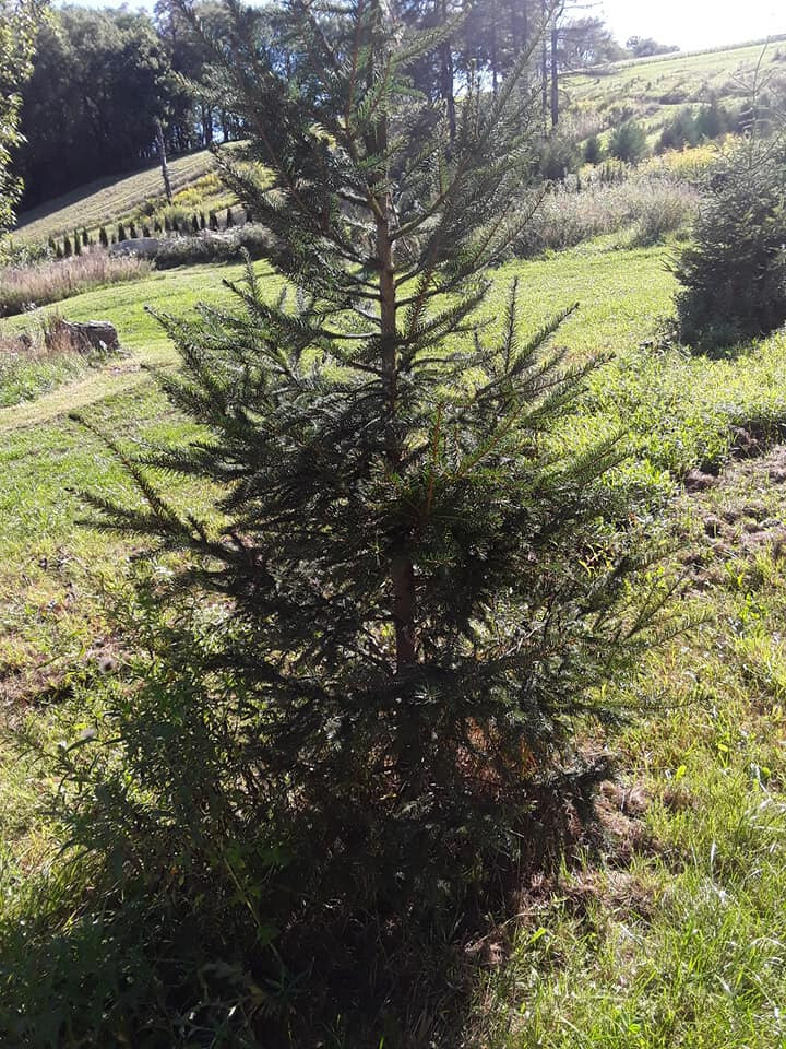 Lot of 30 Fast Gorwing NORWAY SPRUCE 25 to 36″ TALL Transplants Spring 2026