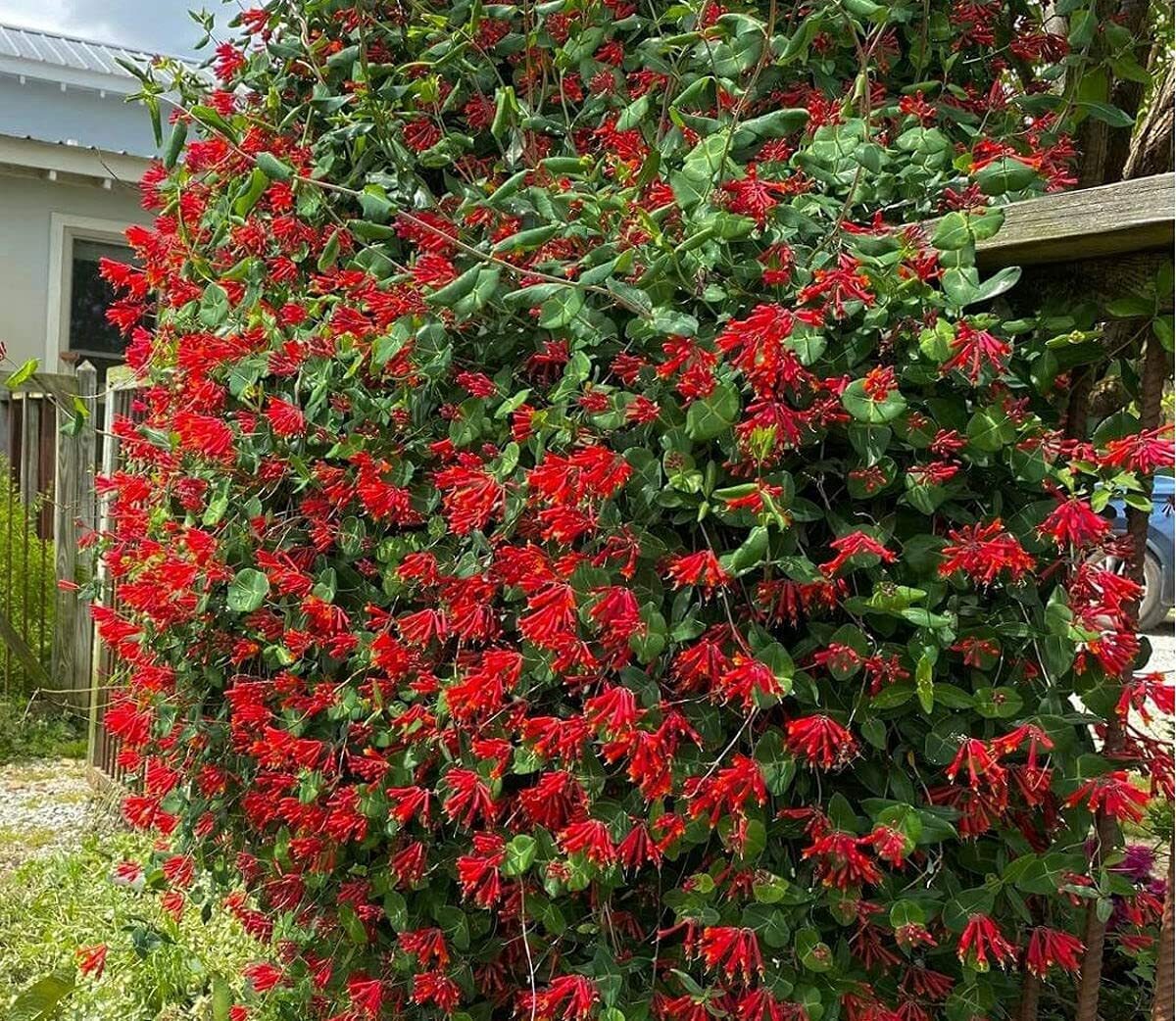 ~MAJOR WHEELER~HONEYSUCKLE VINE Lonicera Sempervirens ~POTTED STARTER PLANT