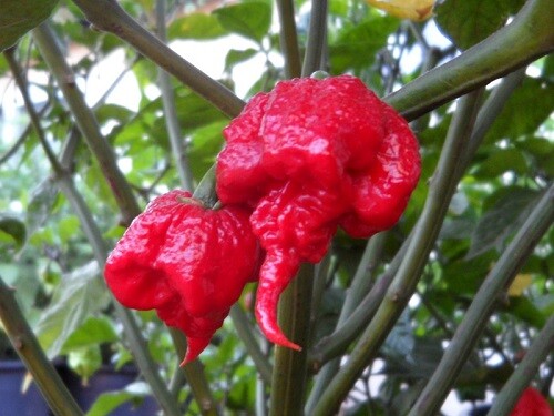 Hot Carolina Reaper Pepper – 10 Seeds