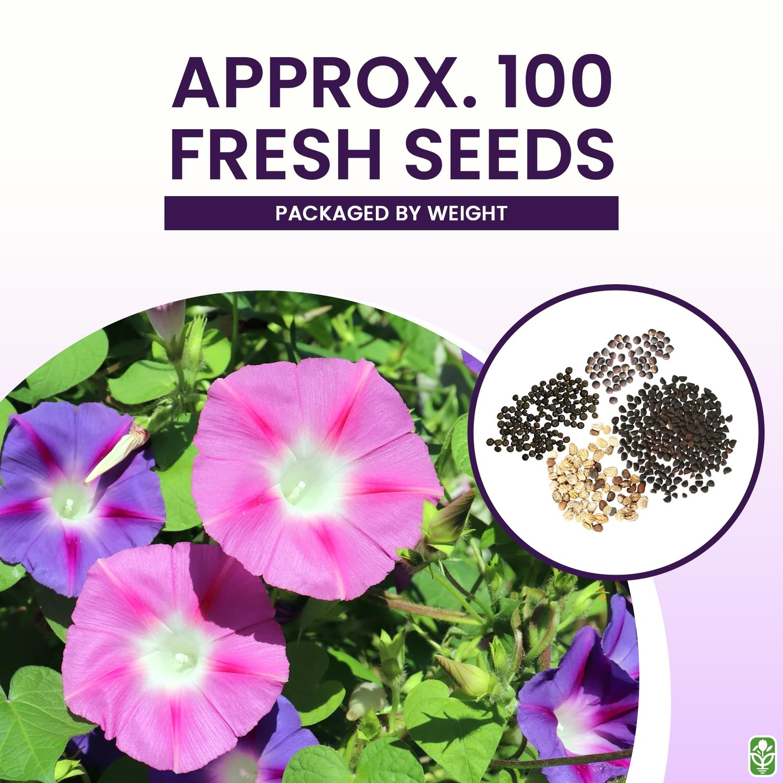Climbing Vines Seeds, Colorful Mixture