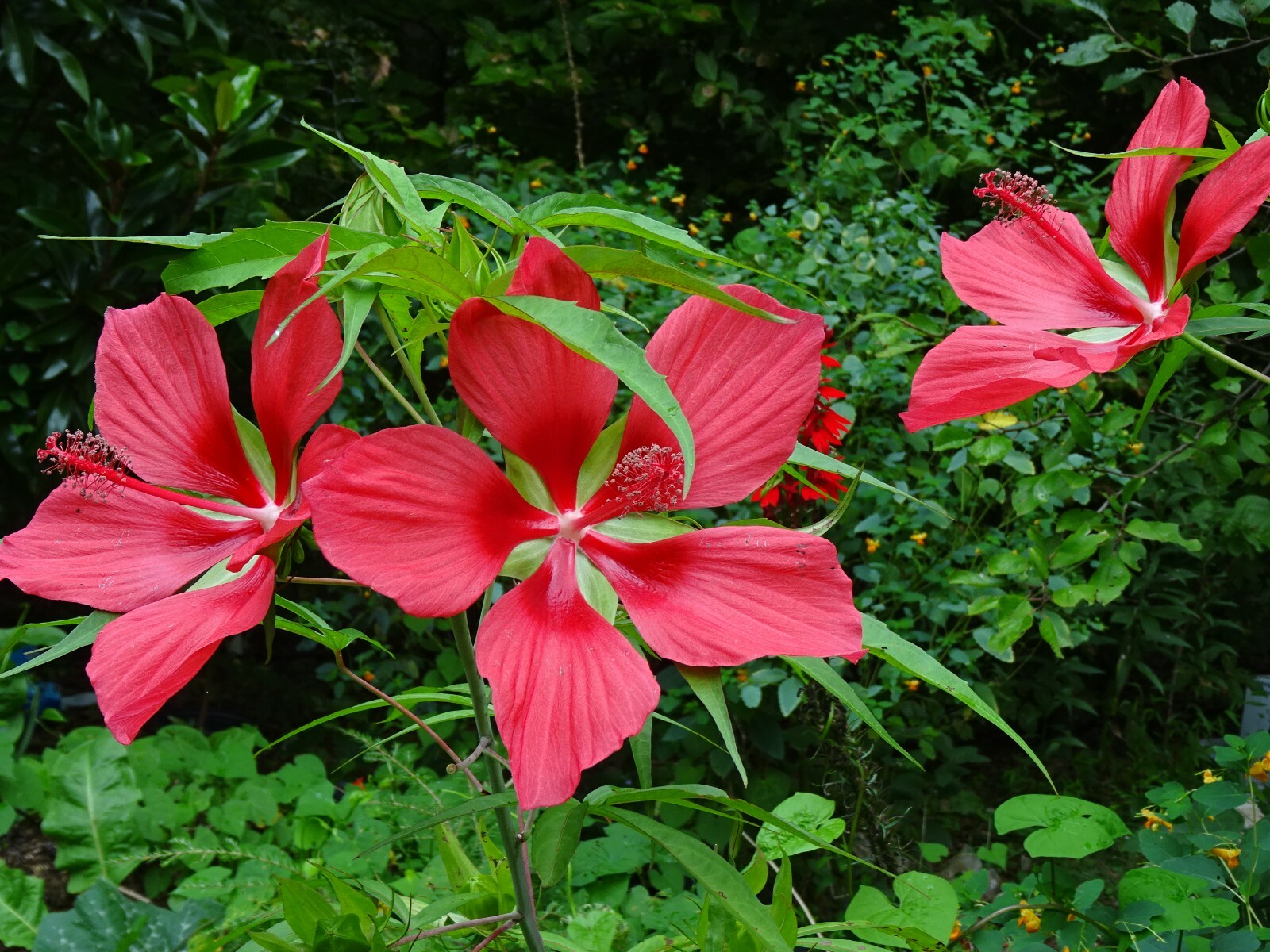 Texas Star Hibiscus Rose Mallow H. coccineus Native Perennial 30 seeds 2024
