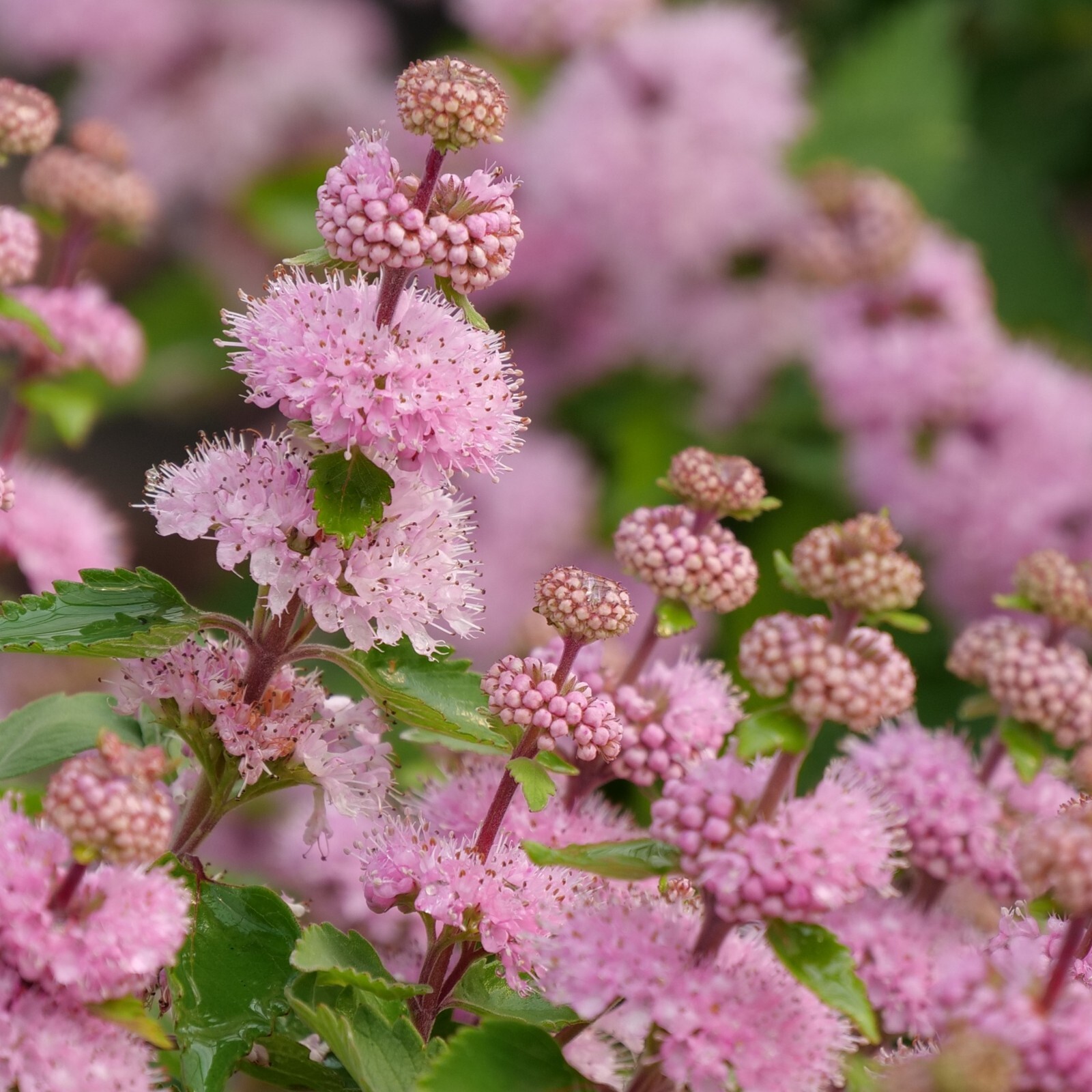 50 Baby Pink Verbena Seeds Groundcover Tender Perennial Bees Seed Flower