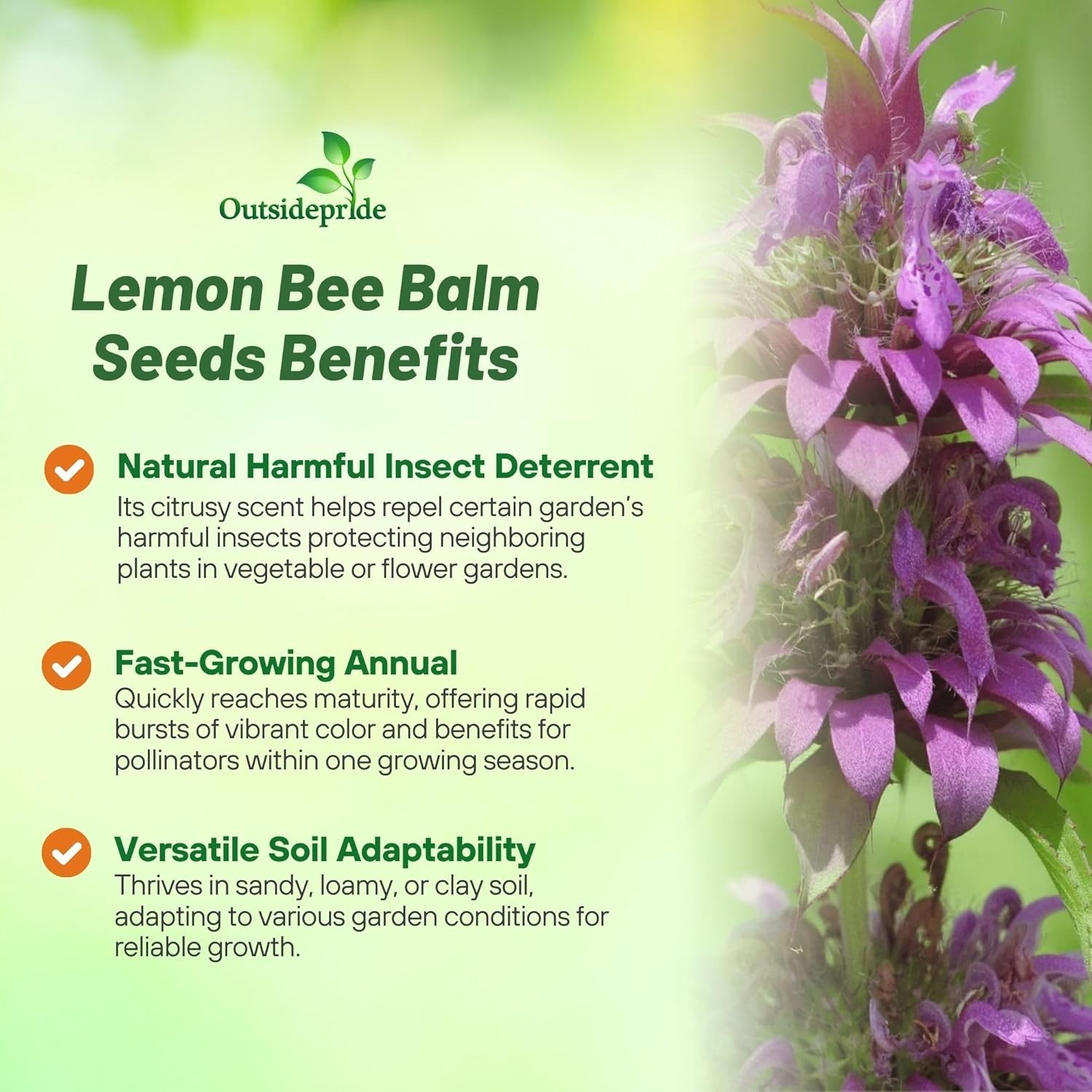 5000 Seeds Lemon Balm Seed For Planting Your Own Herbs – Sweet Balm Herb Seed