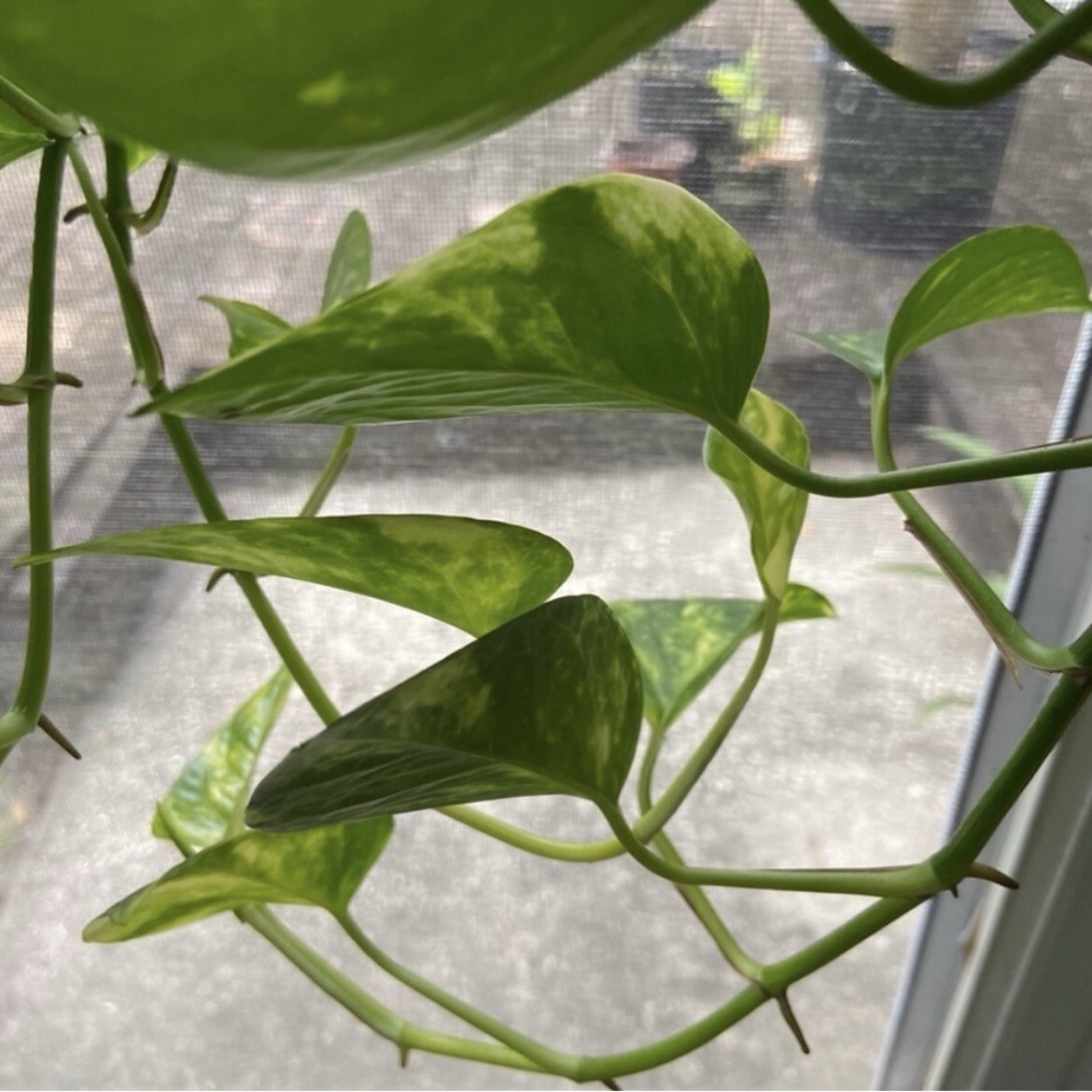 Lot of 3 Golden, Cebu Blue, Global Green Pothos 2 Leaf 2 Nodes UNROOTED CUTTINGS