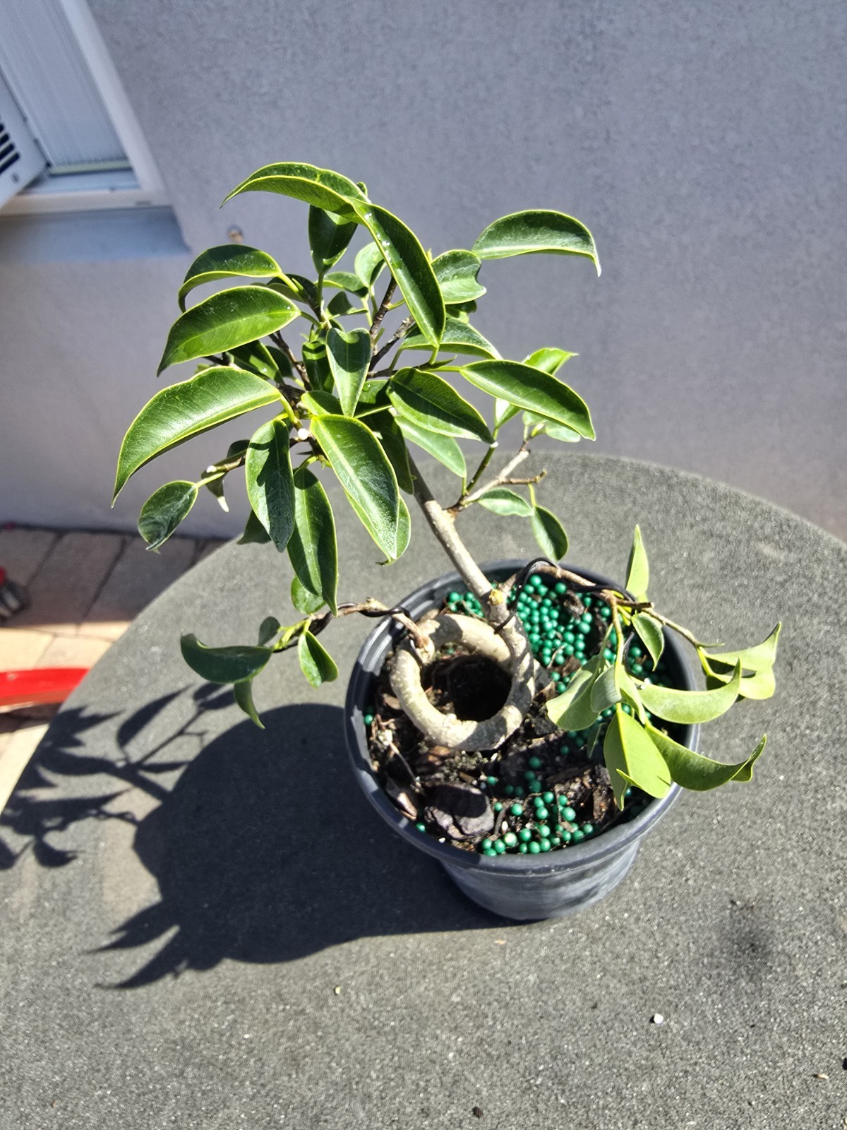 Ficus Oriental Curvy Trunk Pre Bonsai