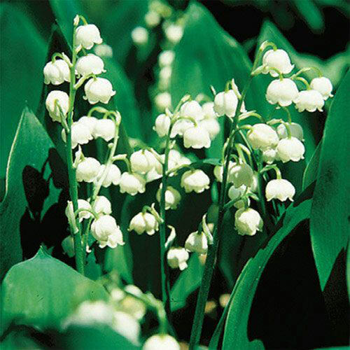 Unique Flowers