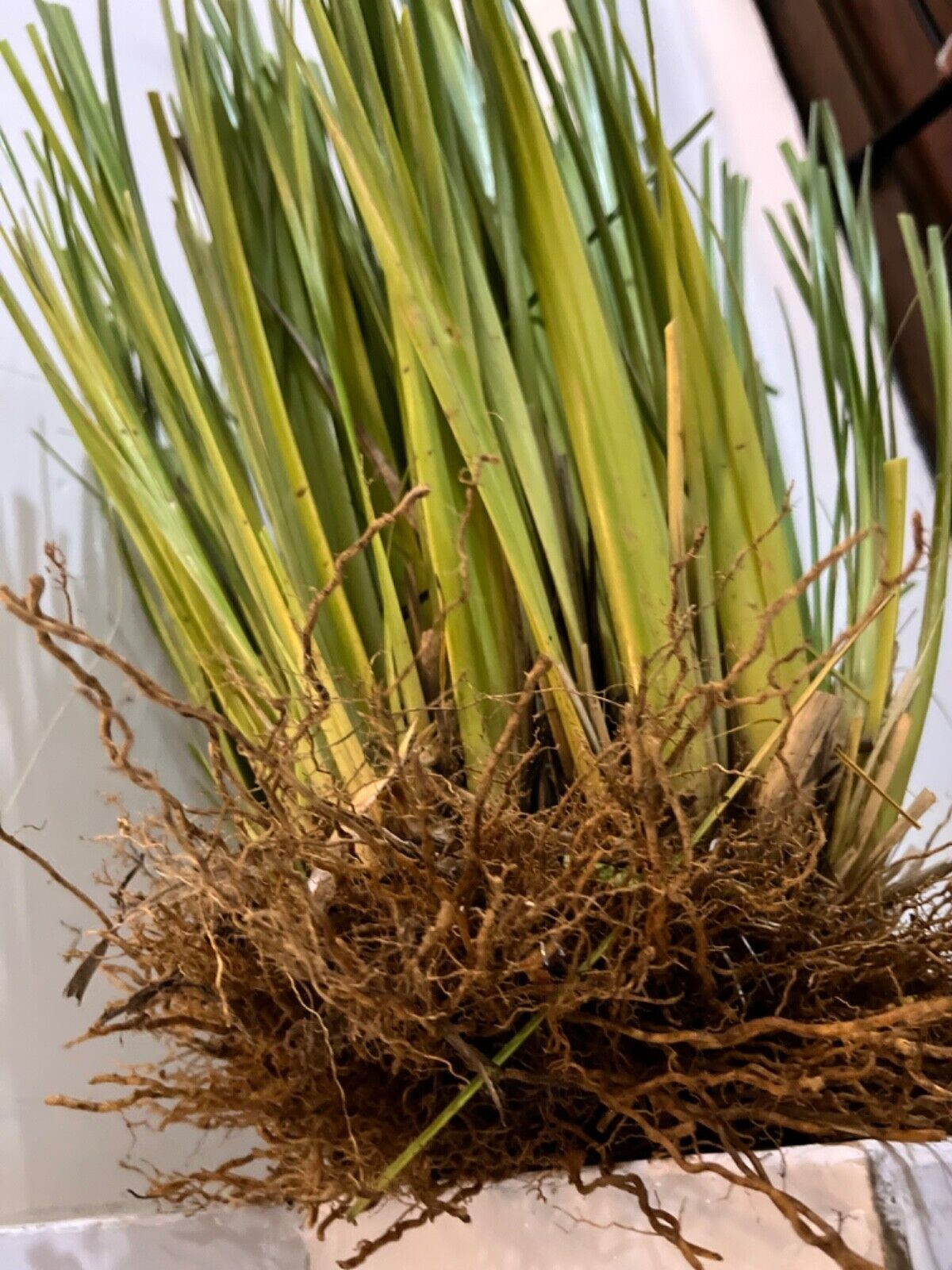 Vetiver live plant for EROSION CONTROL 25 pcs combo