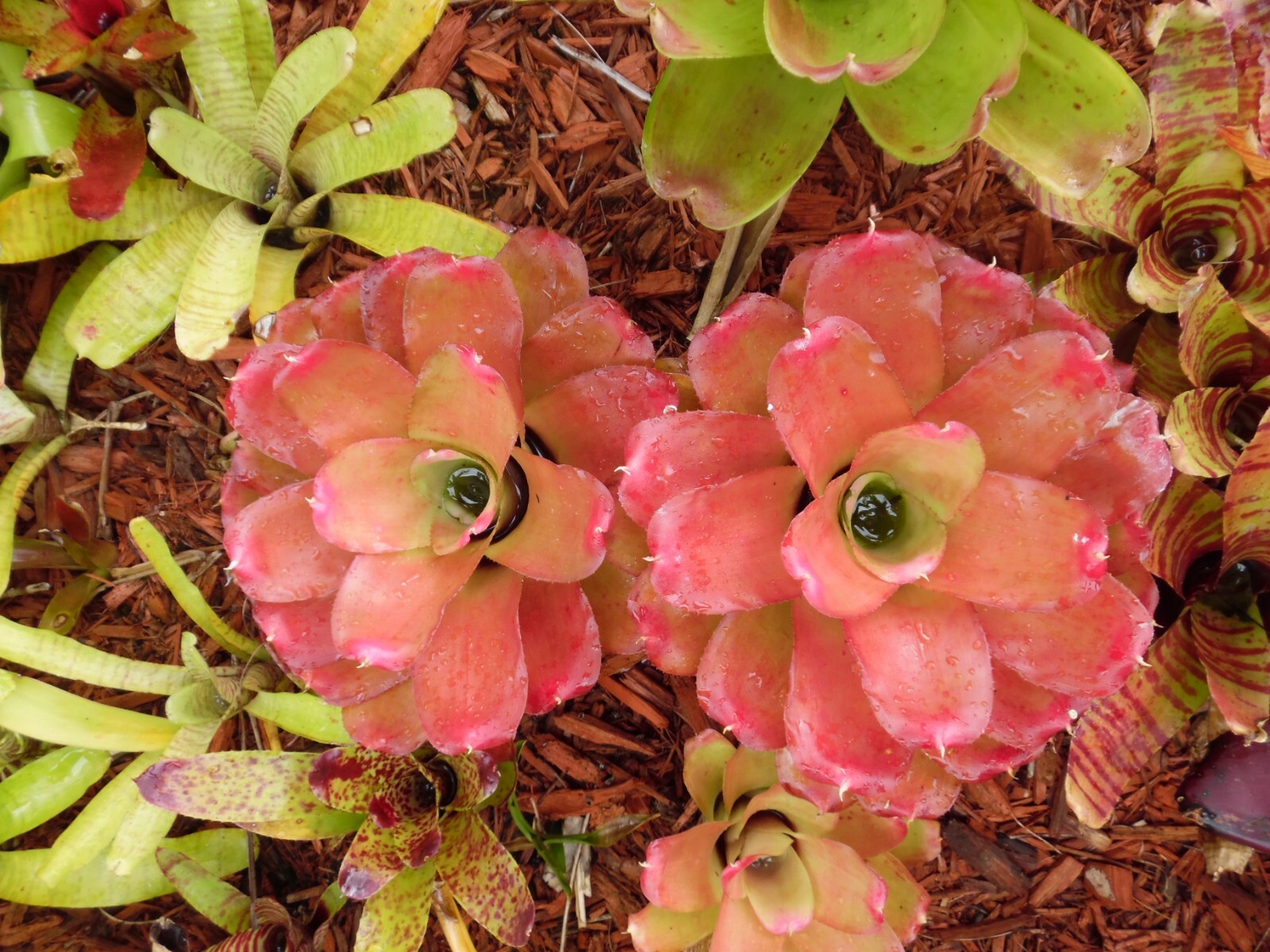 Neoregelia MYSTERY 1 Bromeliad one tropical plant *MEDIUM* ***SALE***