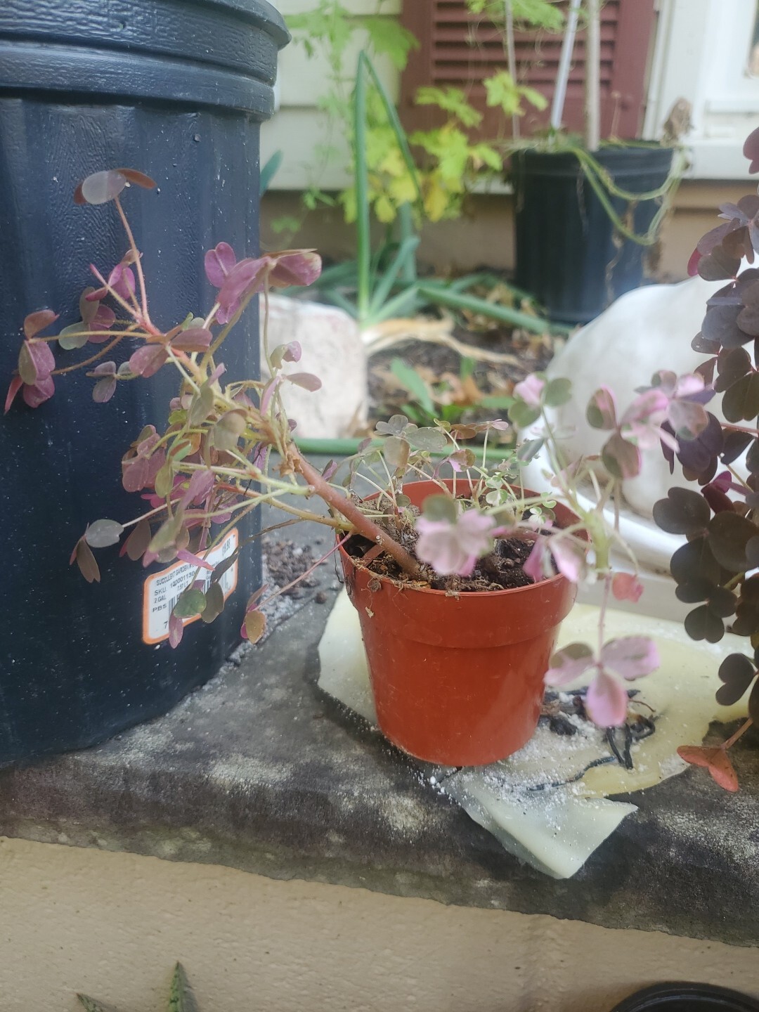 Oxalis Vulxanicola “Lucky” Red Pink Green PURPLE Tricolor In 3″ Pot Live Mini