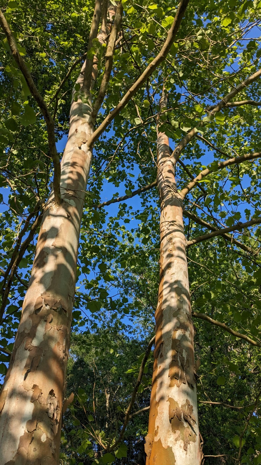 50+ seeds American Sycamore, shade tree, native, Platanus occidentalis