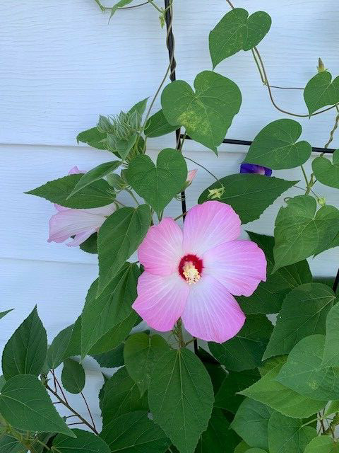 HIBISCUS MOSCHEUTOS SWAMP ROSE MALLOW packed 50