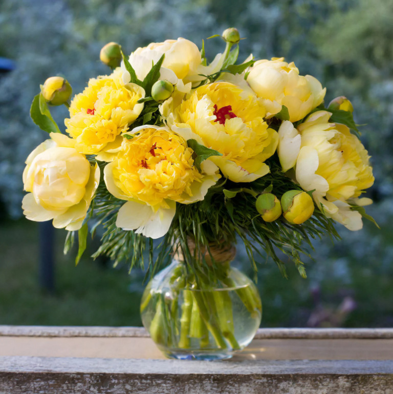 Garden State Bulb Bartzella Itoh Peony, Live Bare Root, Spring Planting