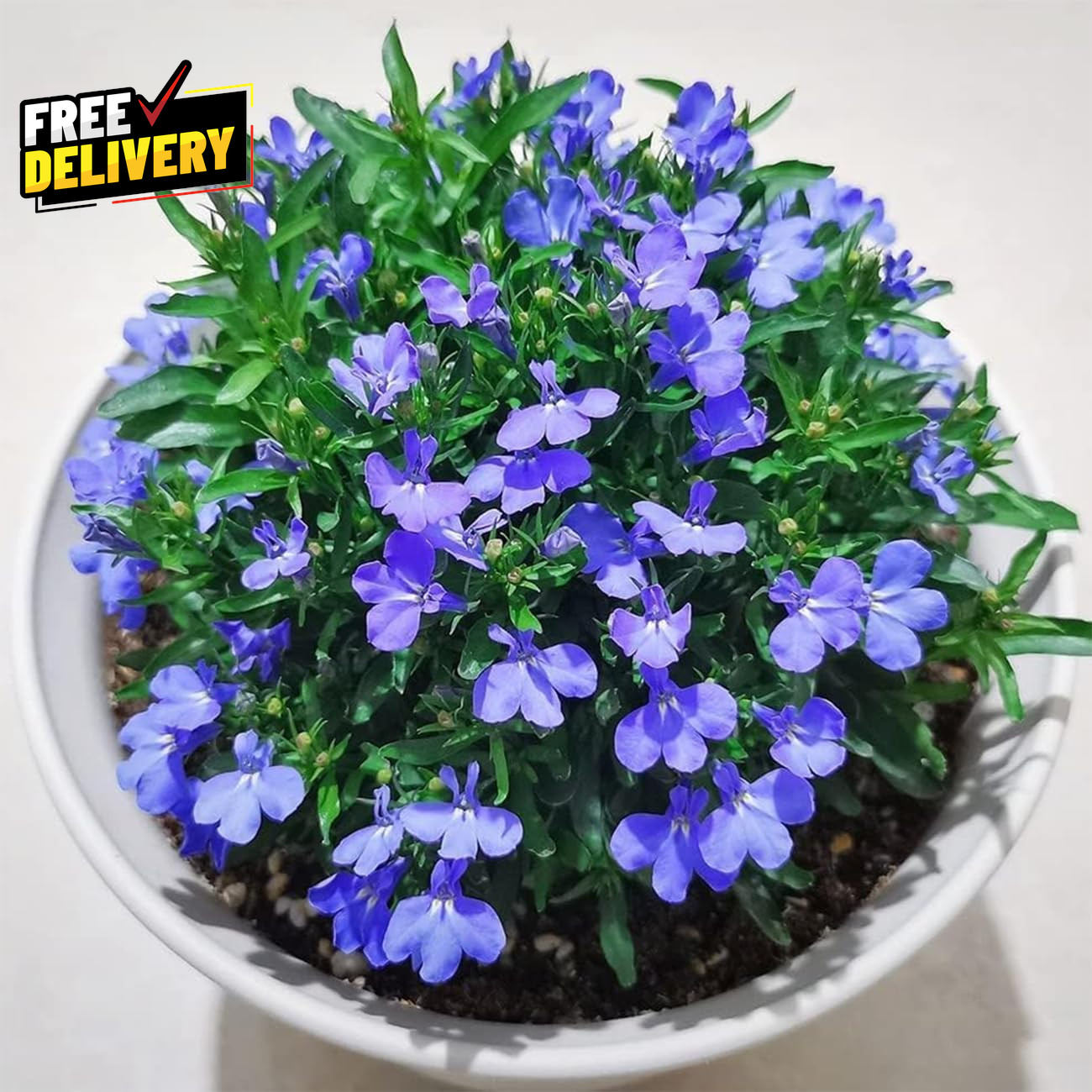 20000+ Magic Blue Creeping Thyme Seeds for Planting Ground Cover Plants Heirloom