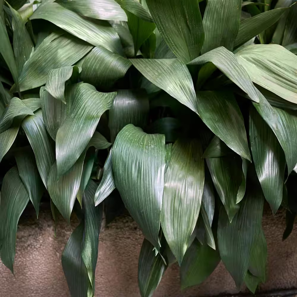 1 Gal. Aspadistra Cast Iron Plant