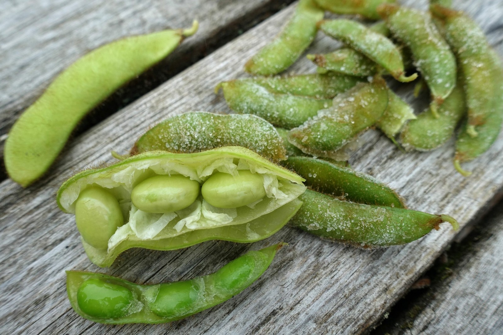 Midori Giant Edamame Soybean Seeds Heirloom Non-GMO Bush Bean 80 Days