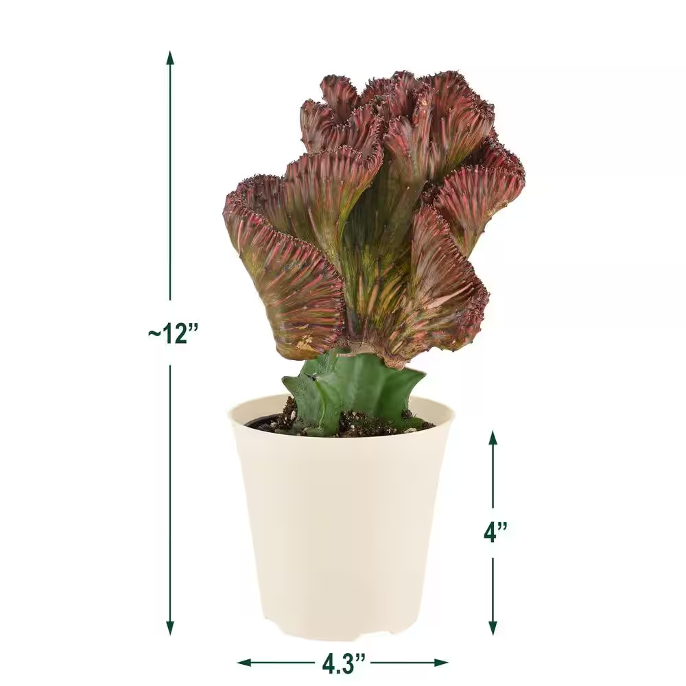 4 In. Red Marmaid Tail Coral Cactus Live Indoor Plant in Beige Plastic Pot Cover