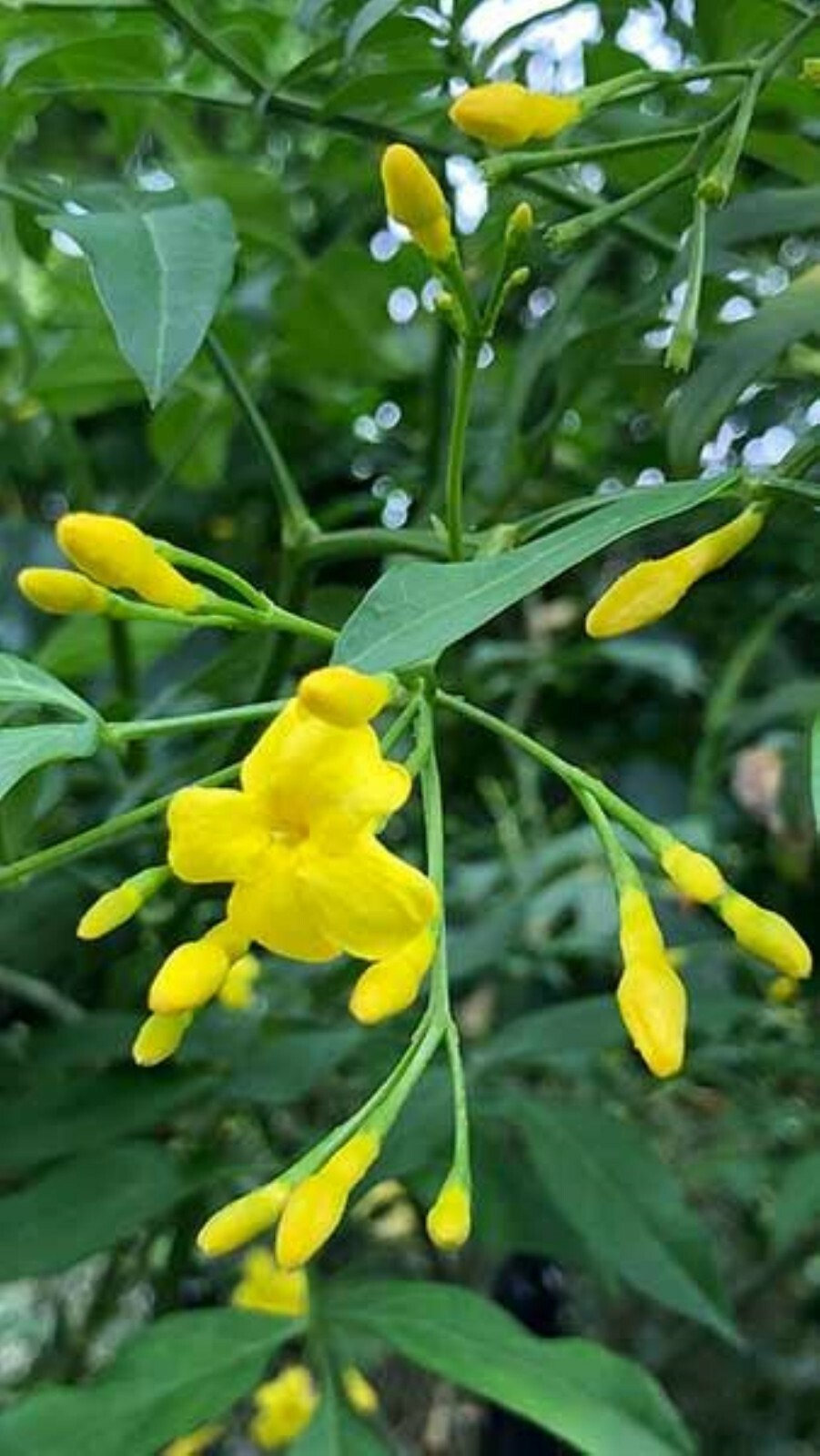 Yellow Jasmine ‘Revolutum’ (Jasminum humile) 2″ Pot Size