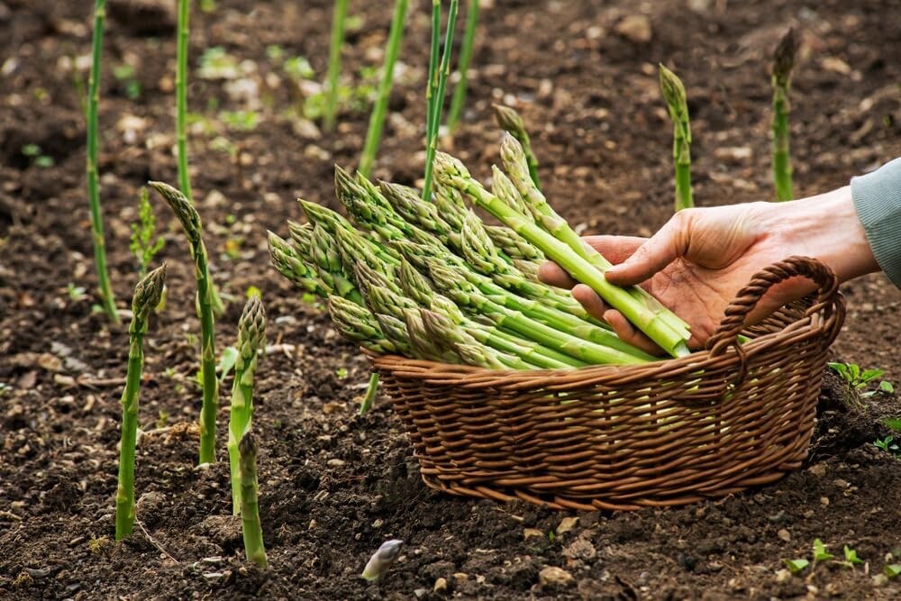 Millennium Live Asparagus Bare Root Plants 2yr Crowns