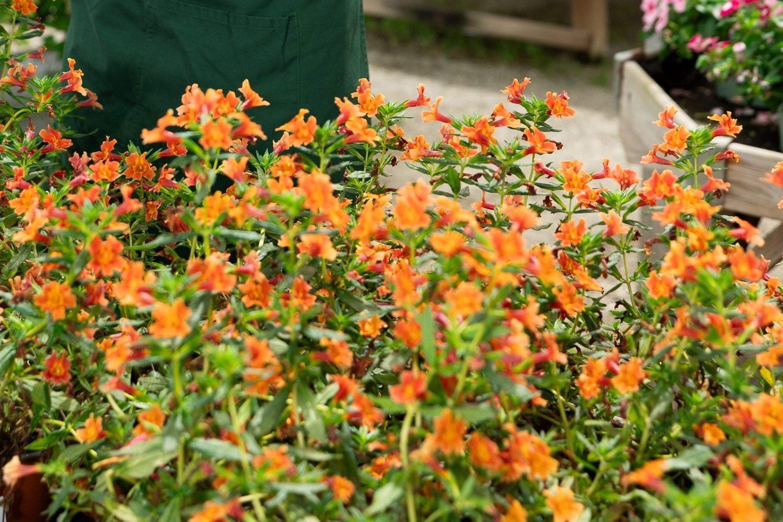 100 Twinkle ORANGE MONKEY FLOWER Mimulus Seeds *Flat S/H
