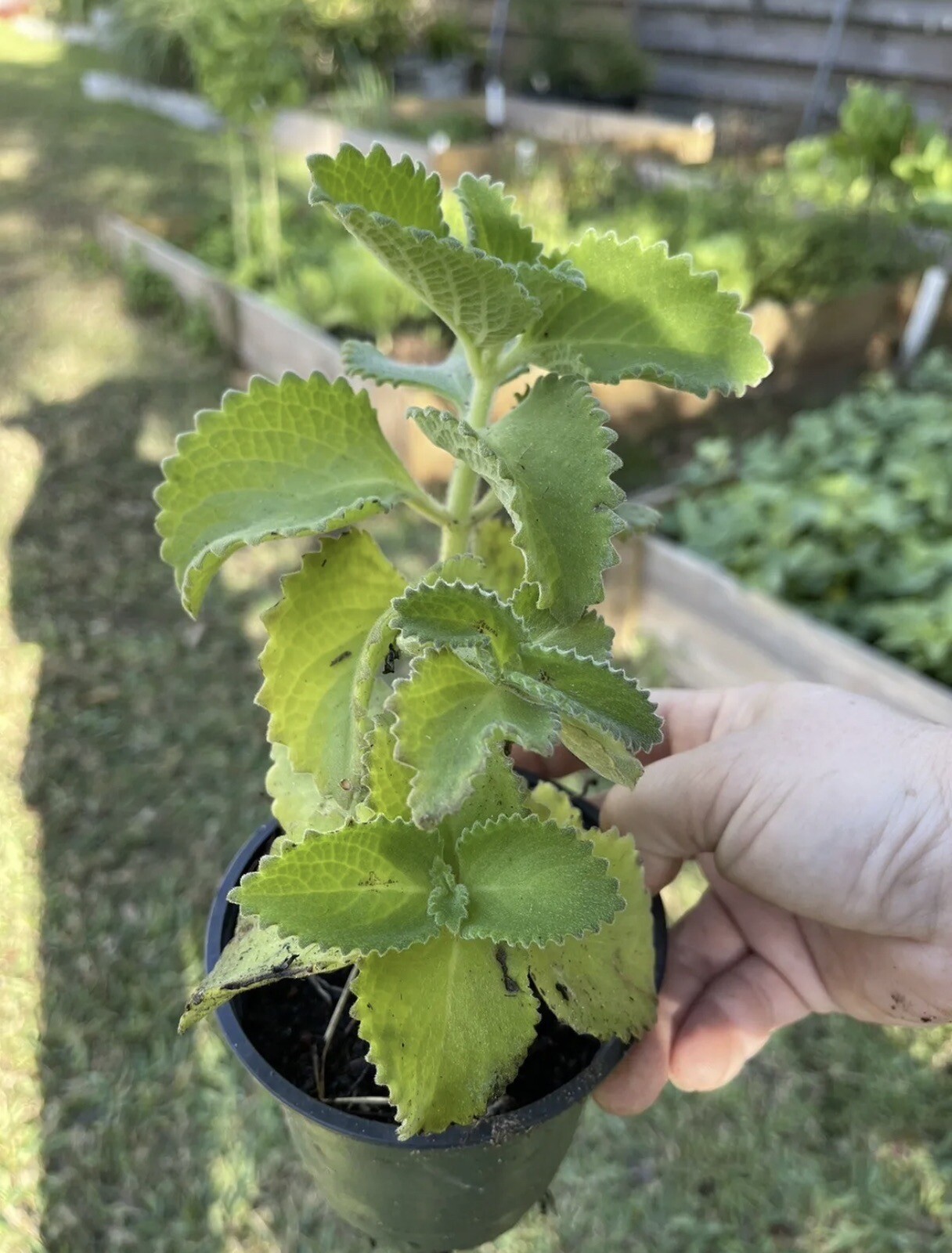 A Cup Cuban Oregano~Mexican (ORGANIC) Well Rooted plant (5-10 Inches)