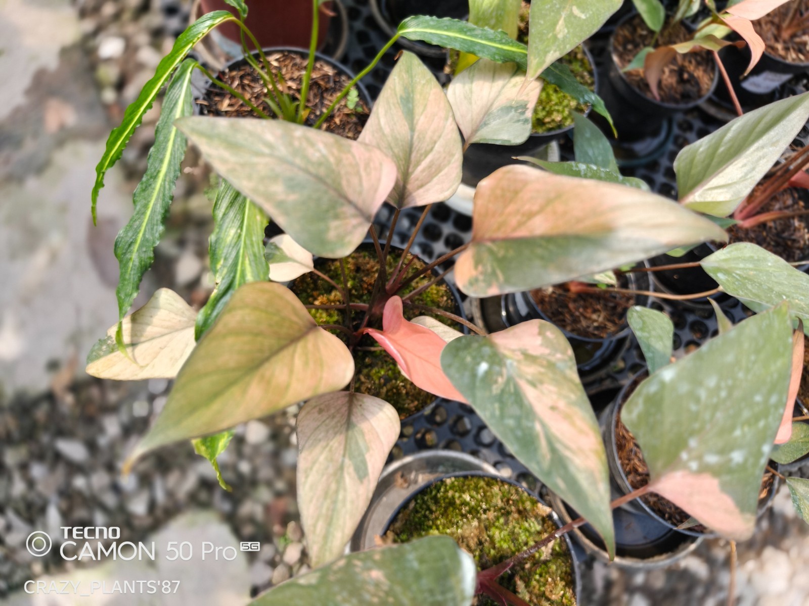 Homalomena Pink Diamond Variegated Beauty — Wholesale And Retail
