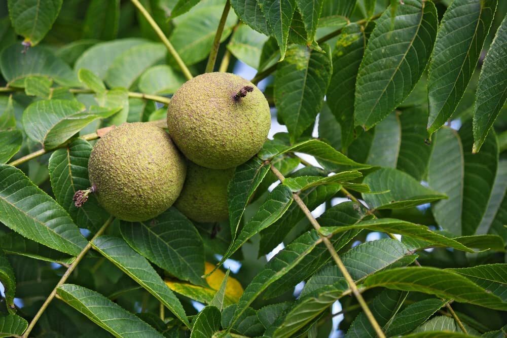 2 Black Walnut Tree Seeds for Planting – Juglans nigra – Grow for Highly Valued