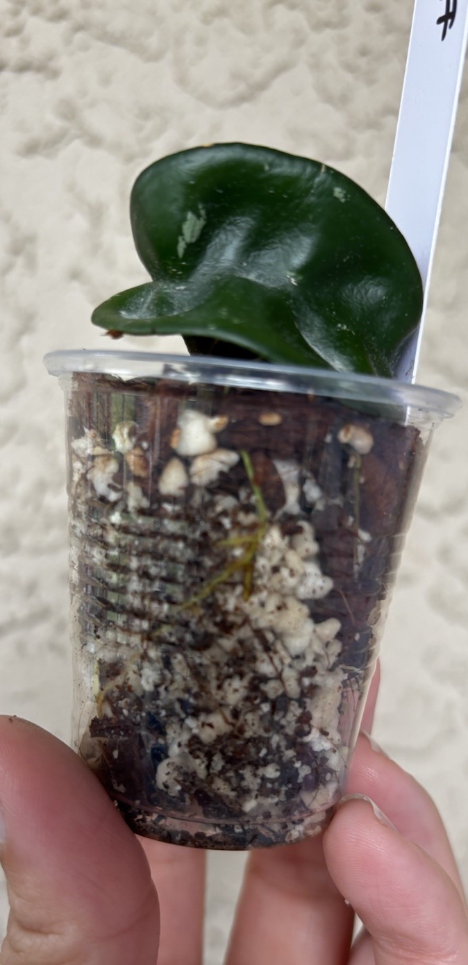 Hoya Hindu rope/ Hoya carnosa compacta / flor de cera/wax plant (#10)