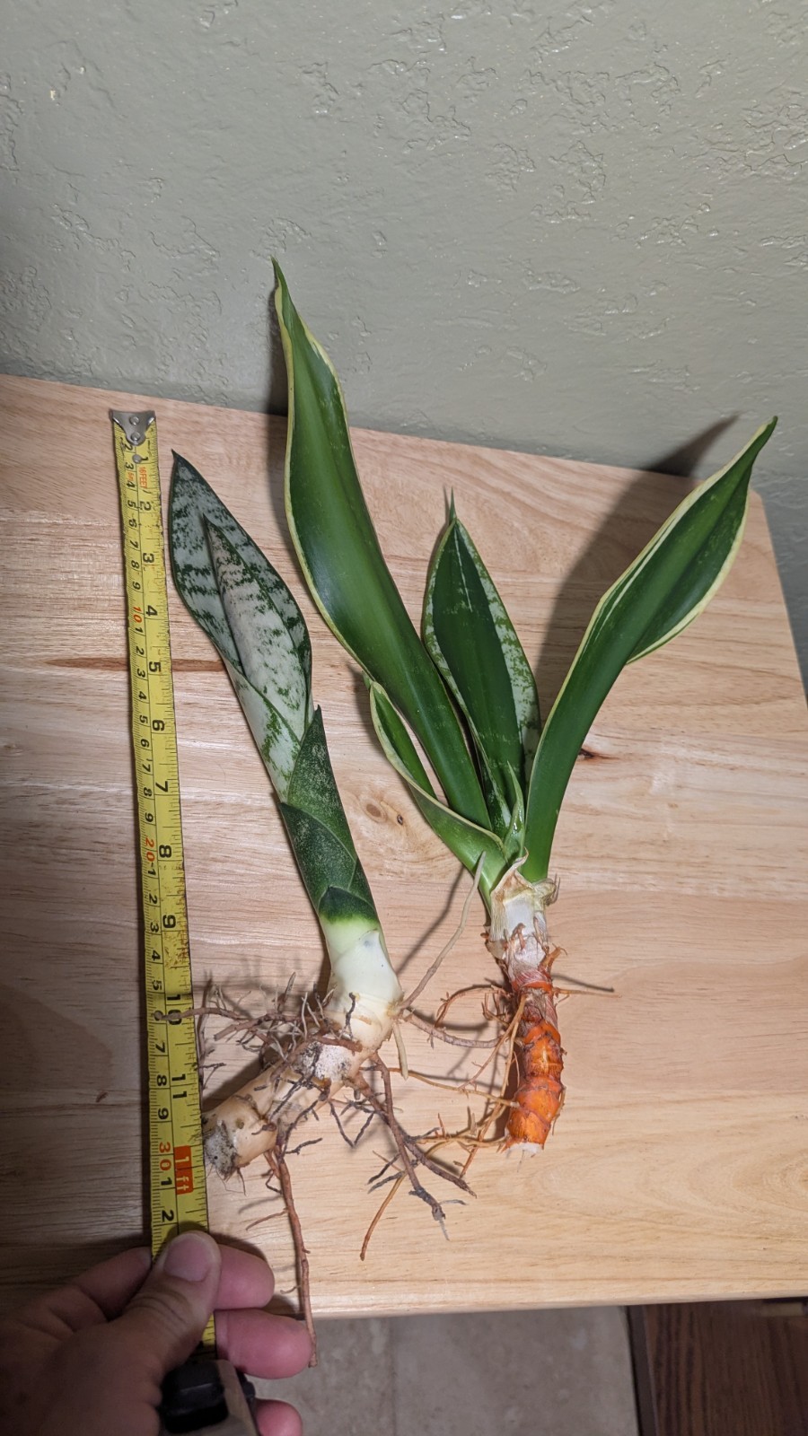 Variegated Snake Plant – Sansevieria laurentii & ‘Sansevieria zeylanica’ two